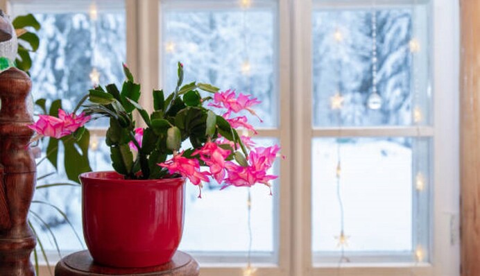 Різдвяник не цвіте: які помилки в догляді за рослиною до цього призводять