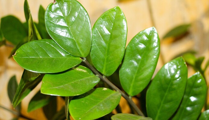 Що робити, якщо жовтіє заміокулькас: причини та способи порятунку 