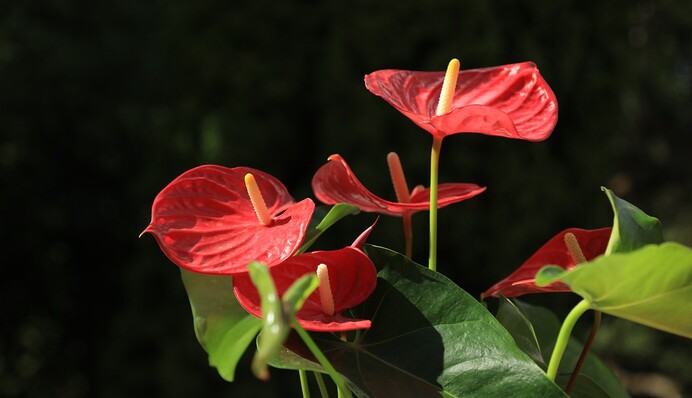 Як врятувати вазон 