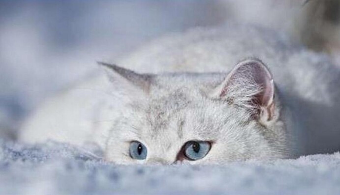 Дихання Арктики: в Україну йдуть люті морози