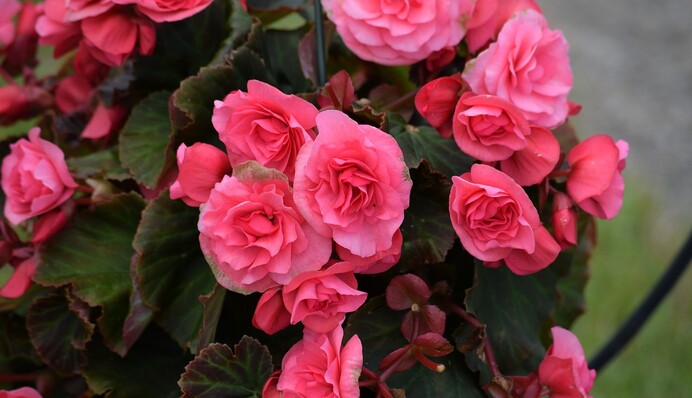 Не любить холод і сухе повітря: як змусити бегонію пишно цвісти