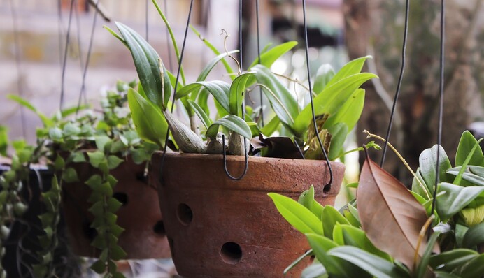 Як використовувати часникову воду для підживлення і профілактики хвороб кімнатних рослин