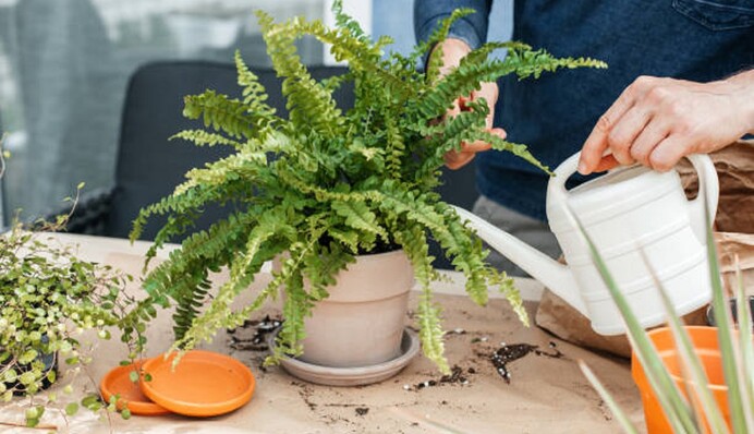 Чи можна тримати папороть вдома: міфи і факти про популярну рослину