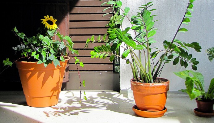 Чому не росте 