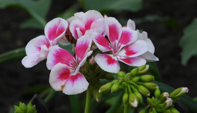 Чим підживити герань, щоб вона пишно і рясно зацвіла: два способи