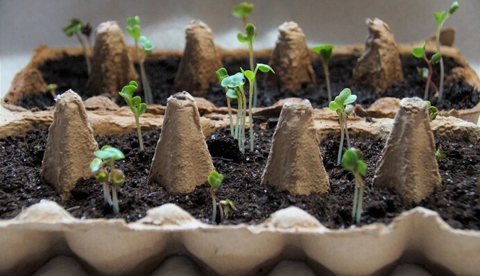 Растения с длительным периодом роста, которые рекомендуют сеять на рассаду уже в январе