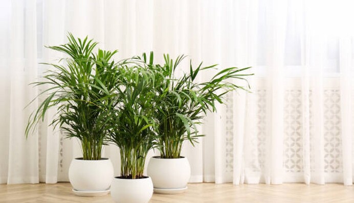 Дуже вимоглива до вологості: як врятувати кімнатну пальму, у якої сохне листя