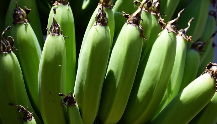 Что делать с зелеными бананами, чтобы они быстрее созрели и стали сладкими
