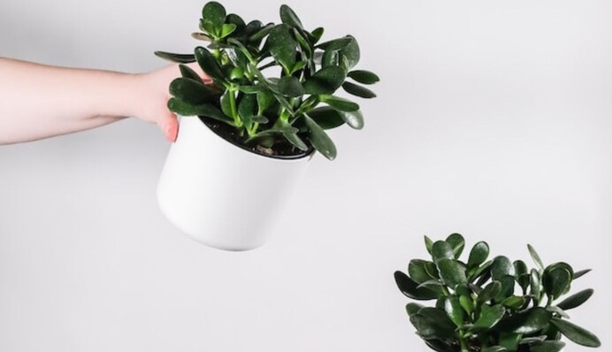 Почему опадают листья на денежном дереве: неправильный полив может погубить растение