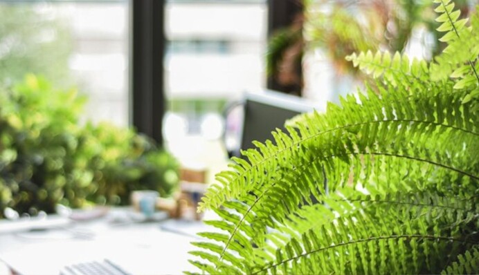 Експерти назвали кімнатні рослини, які допомагають боротися з конденсатом на вікнах