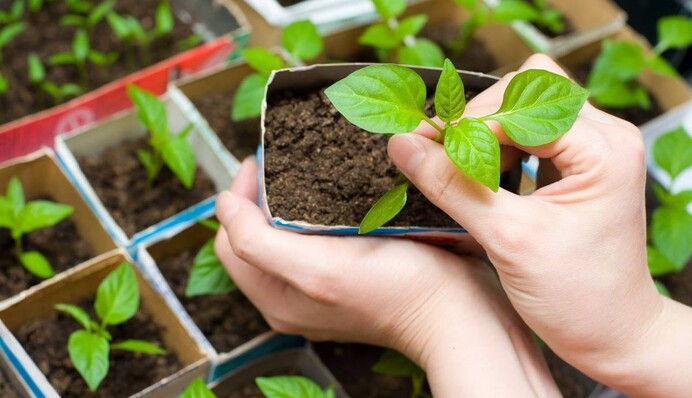 Почему опытные огородники не выбрасывают упаковки от кефира, соков и других жидких продуктов