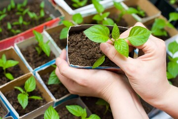 Почему опытные огородники не выбрасывают упаковки от кефира, соков и других жидких продуктов