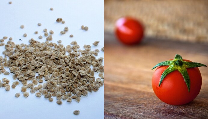 Как подготовить семена томатов к посадке на рассаду: важна обработка от болезней