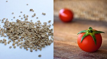 Как подготовить семена томатов к посадке на рассаду: важна обработка от болезней