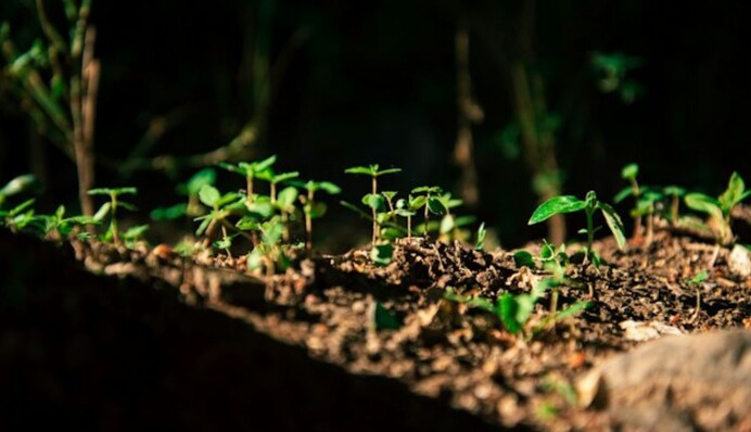 Как обработать и закалить семена перца перед посадкой на рассаду