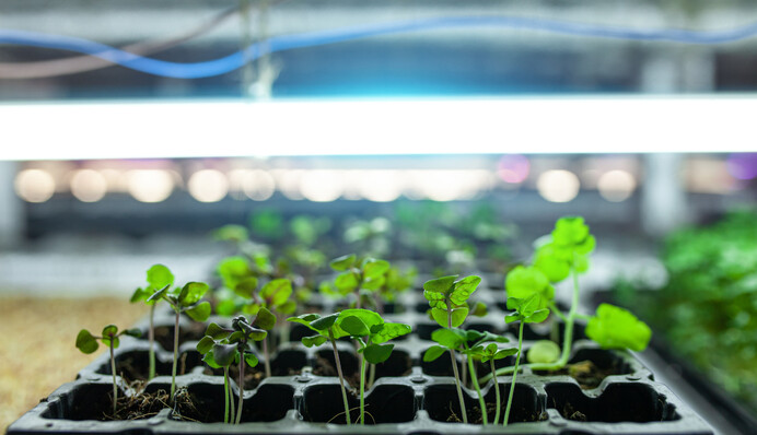 Опытная огородница рассказала, какие лампы лучше брать для подсветки рассады