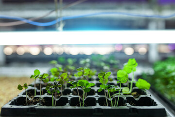 Опытная огородница рассказала, какие лампы лучше брать для подсветки рассады