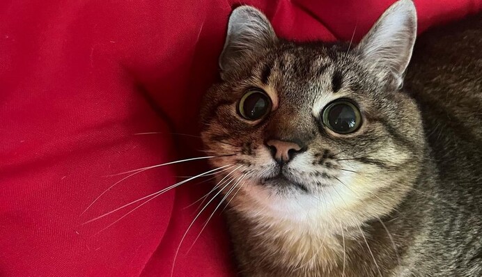 Зазнав стресу: кіт Степан захворів після масованого удару по Харкову