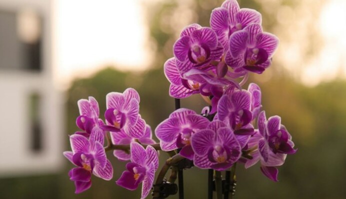 Коріння буде прилипати: в які горщики не можна пересаджувати орхідею