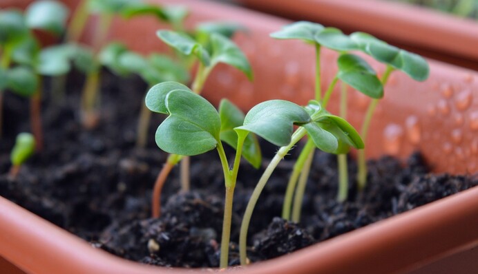 Не пропустіть терміни: які овочі, ягоди та квіти садити на розсаду у лютому