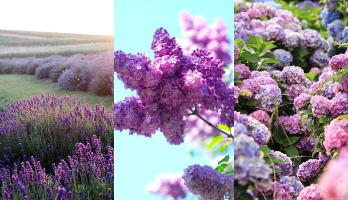 Експерти назвали садові рослини, які ні в якому разі не можна обрізати у лютому