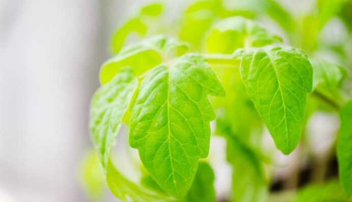 Экономит место на подоконнике: популярный способ выращивания рассады на туалетной бумаге