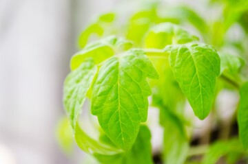 Экономит место на подоконнике: популярный способ выращивания рассады на туалетной бумаге