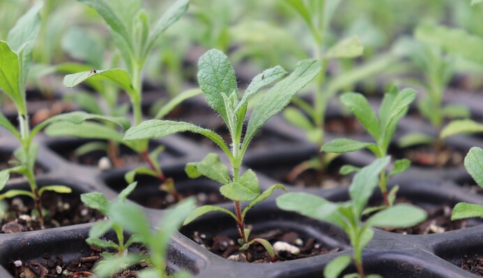 Когда рассаду нельзя удобрять: не все огородники соблюдают эти правила