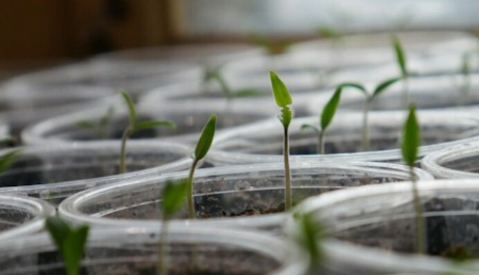 Ориентируйтесь не только на календарь: как определить сроки для посадки помидоров на рассаду