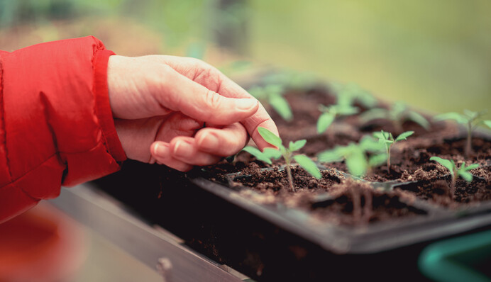 Когда сеять помидоры на рассаду, чтобы она не вытянулась и не потеряла качество