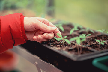Когда сеять помидоры на рассаду, чтобы она не вытянулась и не потеряла качество