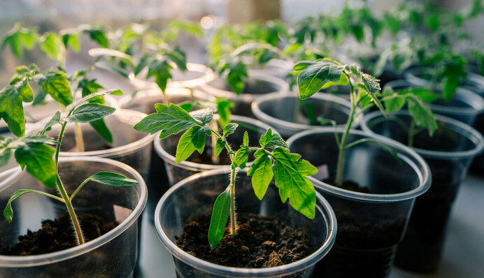 Как правильно сеять помидоры, чтобы вырастить здоровую и крепкую рассаду