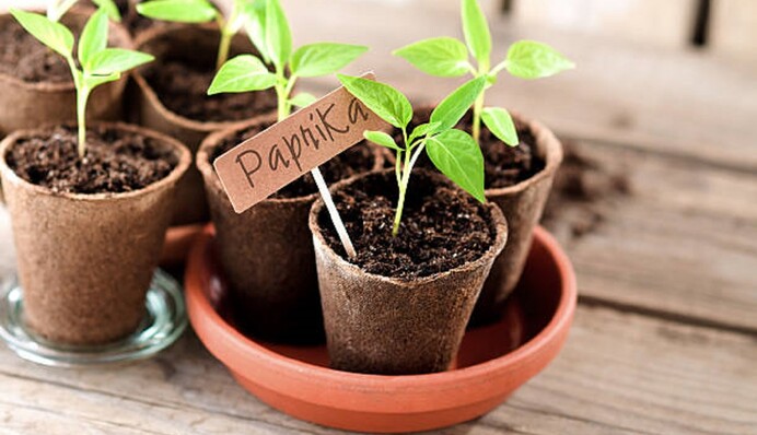 Когда сажать перец в феврале 2024 года: благоприятные дни по посевному календарю