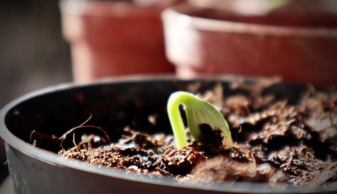 Эксперт посоветовала, как улучшить почву для рассады: что добавить в субстрат