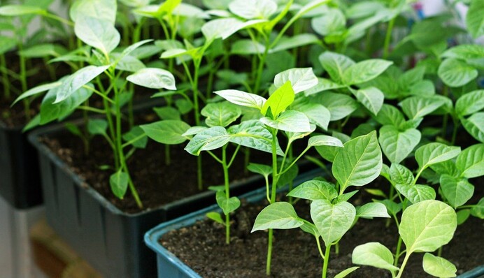 Які терміни найкраще підходять для посадки солодкого перцю на розсаду