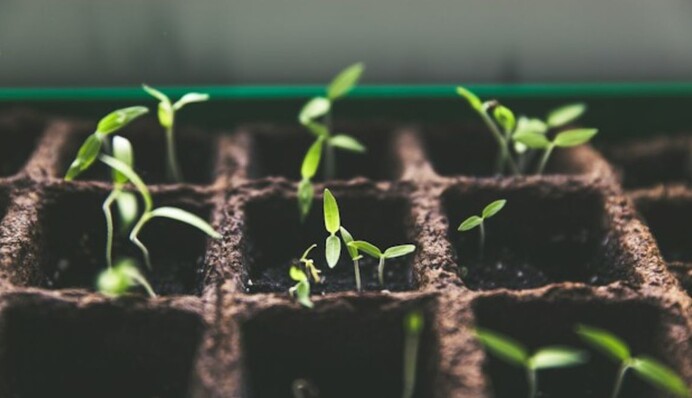 Мифический метод: почему опытные огородники не обрабатывают семена перекисью водорода