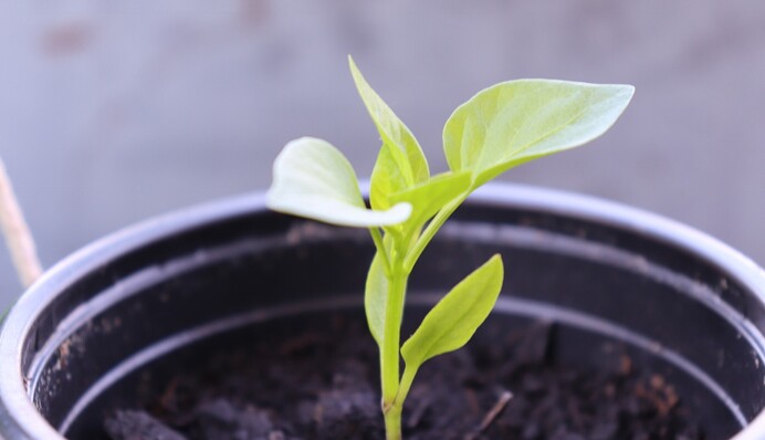 Ошибки в выращивании рассады, которые мешают семенам вовремя прорасти