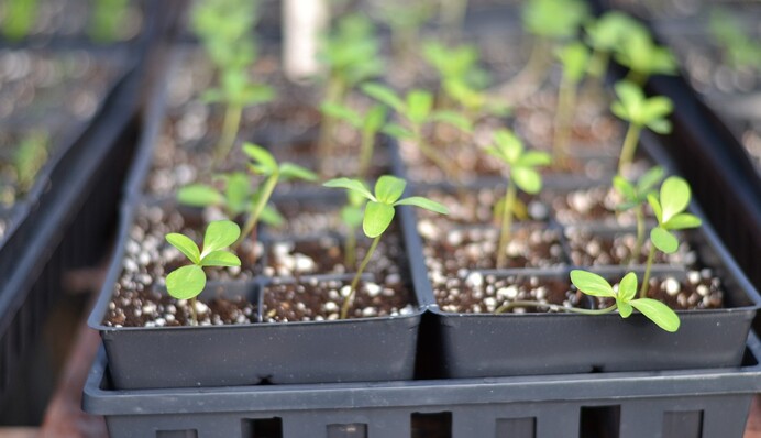Для гарної схожості і росту: досвідчена городниця порадила, чим обробити насіння перед посадкою