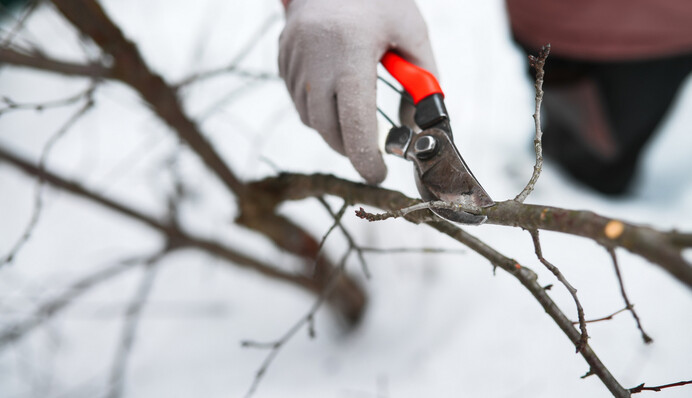 Когда обрезать плодовые деревья: опытные садоводы делают это до конца зимы