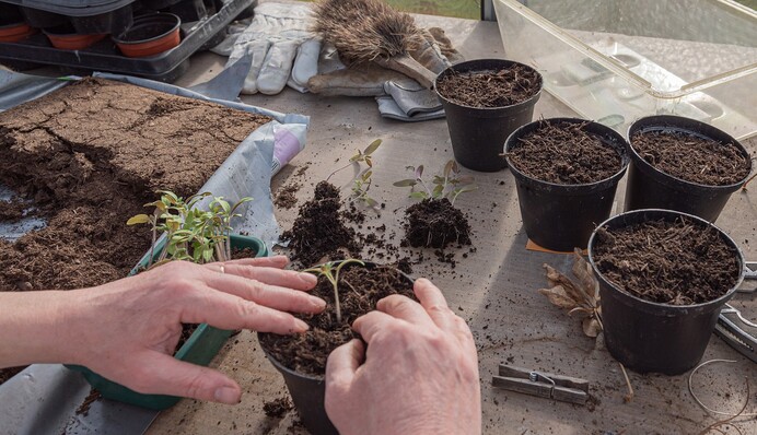 Топ-7 правил выращивания рассады, которые спасут ее от загнивания и гибели