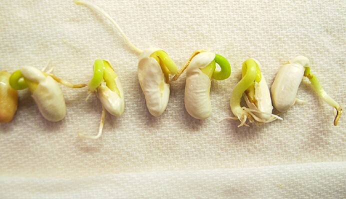 Как проверить семена на всхожесть: метод проращивания во влажных салфетках