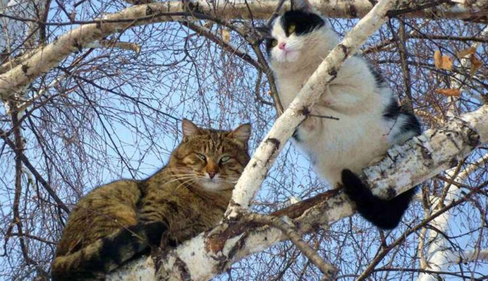 Весна лютує: яка погода буде в Україні у вихідні