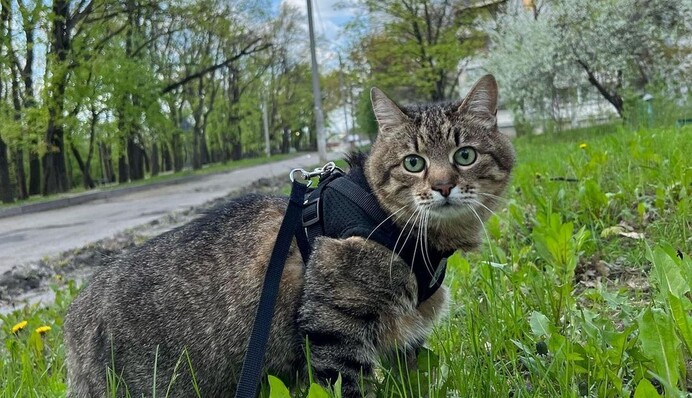 На пути в Европу: кот Степан выехал из Харькова после болезни на фоне обстрелов