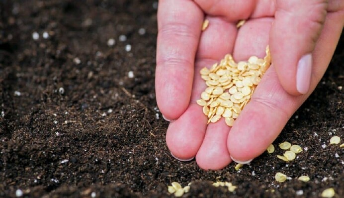 Как быстро проверить качество семян перца перед посадкой, чтобы получить здоровую рассаду