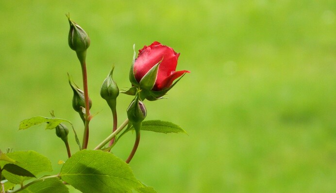 Когда снимать укрытие с роз после зимы, чтобы не потерять цветы из-за внезапных заморозков