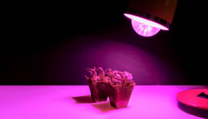 Вранці чи ввечері: коли краще підсвічувати розсаду, щоб вона не витягувалася