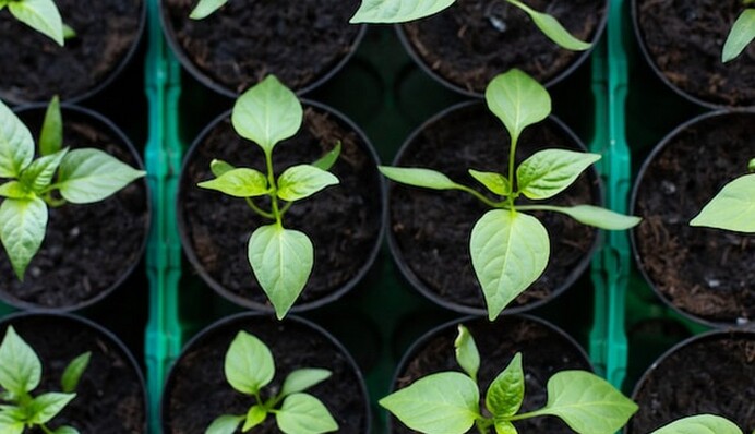 Чим підгодувати розсаду перцю, щоб вона була здоровою та міцною: допоможуть домашні засоби
