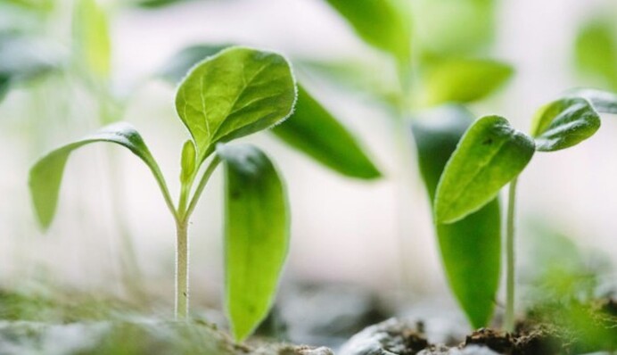 Почему вытягивается рассада и как этого избежать: советы опытных огородников