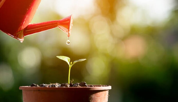 Як часто поливати розсаду і скільки води лити, щоб її не перезволожити