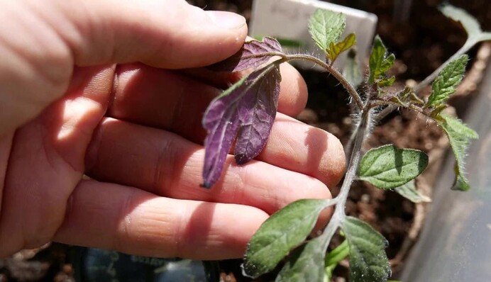 Фиолетовые листья на рассаде помидоров говорят о серьезной проблеме: что нужно знать